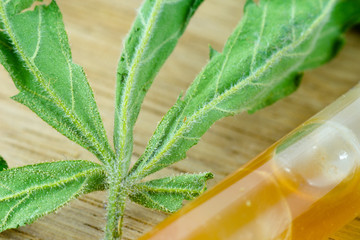  Medical Oil Cannabis - apothecary test-tube with oil and marijuana dry leaf, flowers on the fresh oak wood background.