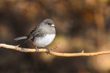 Dark-eyed Junco (Junco hyemalis )