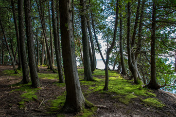 Fototapeta premium trees and moss