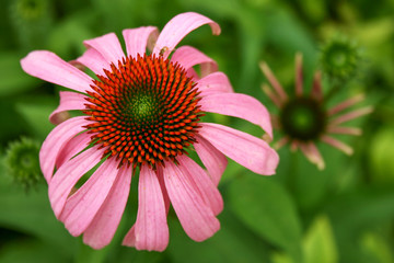 Purple Coneflower