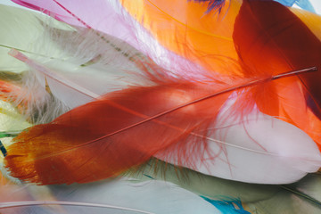 Colourful bird feathers background