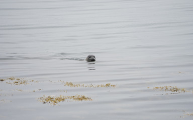 Robbe mit Fisch im Meer vor der Küste Islands / Westfjorde