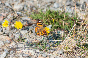 Painted Lady butterfly on yellow  plant