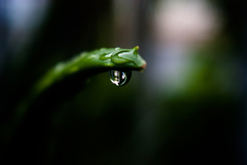 rain drops on the tree 