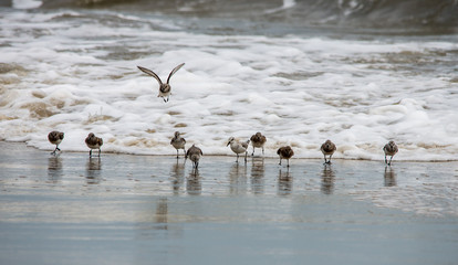 shore birds in the surf