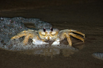 Ghost crab on the beach