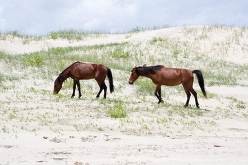 Wild Colonial Spanish Mustangs on the northern Currituck Outer Banks