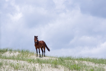 Wild Colonial Spanish Mustangs on the northern Currituck Outer Banks