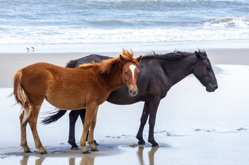Wild Colonial Spanish Mustangs on the northern Currituck Outer Banks