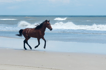 Wild Colonial Spanish Mustangs on the northern Currituck Outer Banks