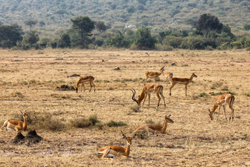Naklejka premium Alpha Male Impala with his Harem of Females - Scientific name: Aepyceros melampus grazing in Eastern Africa.jpg