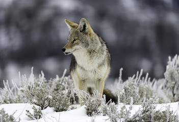 Coyote Focus