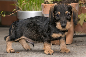 Wire haired miniature dachshund puppy Rudi standing on terrace looking at you