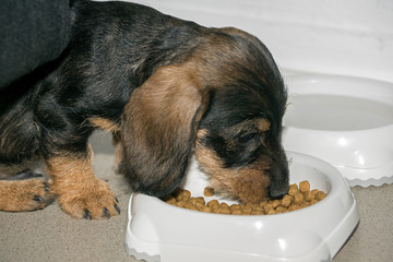 Wire haired miniature dachshund puppy Rudi eating dry food from white feeding bowl