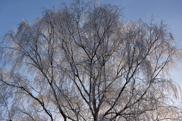 Overfrozen beech tree top branches and clear blue sky