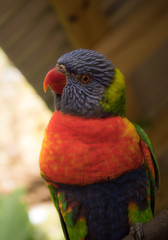 Colorful Lorikeet