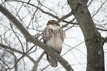 Hawk Keeping Warm in Tree