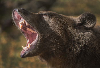 Oh what big teeth you have