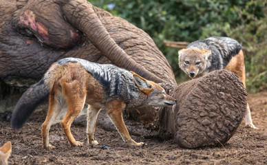 Jackals feeding on dead elephant