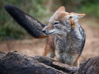 Black Backed Jackal at carcass