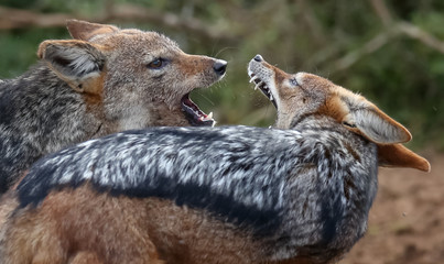 Jackals Fighting with Teeth Showing