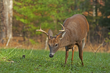 White Tailed Deer Buck feeding on green grass.