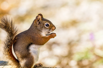 American Red Squirrel (Tamiasciurus hudsonicus) appears to be smiling as he enjoys a snack