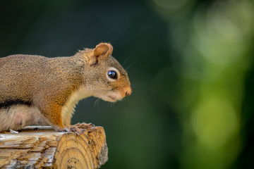 American Red Squirrel (Tamiasciurus hudsonicus) looks down from up high at the end of the log against a green background