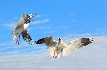 Seagull flying in beautiful sky.