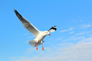 Seagull flying in beautiful sky.