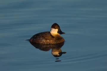 Ruddy duck, seen in the wild in a North California marsh at sunset