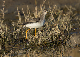 Lesser yellowlegs in the wild, seen in a North California marsh