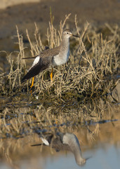 Lesser yellowlegs in the wild, seen in a North California marsh