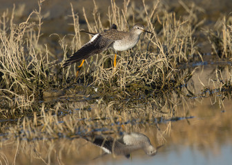 Lesser yellowlegs in the wild, seen in a North California marsh