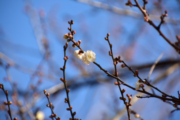 Ume Blossoms