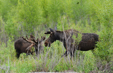 A pair of Moose feed from green Willow leaves.