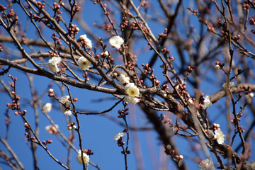 Ume Blossoms