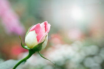 Pink yellow roses in the garden,