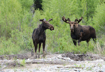 Male and female Moose feed on green willow leaves.