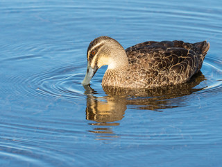 Pacific Black Duck