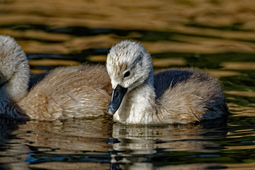 A Mute Swan Cygnet floats on the water. The Mute Swan is considered an invasive species in North America.
