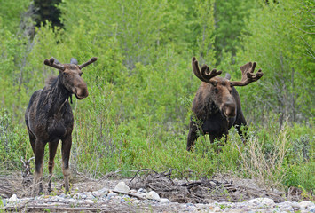 Male and female Moose feed on green willows.