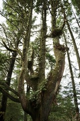 Octopus Tree