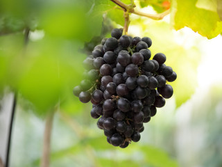 Ripe grapes in vineyards ready to harvest