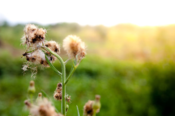 little iron weed flower in garden