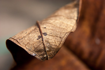 close up dry leaves 