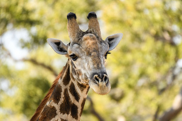 Portrait of a giraffe against a light green background, Botswana, Africa
