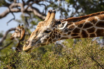 Giraffe delicately eating leaves from a thorny bush, with trees and another giraffe in the background, Botswana, Africa
