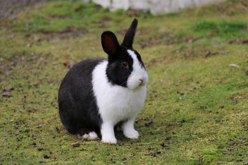 Le Lapin