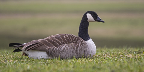 Kanadagans auf der Wiese
